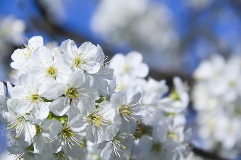Spring. Stock Photos