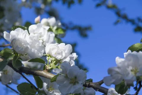 Spring. Stock Photos