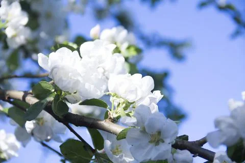Spring. Stock Photos