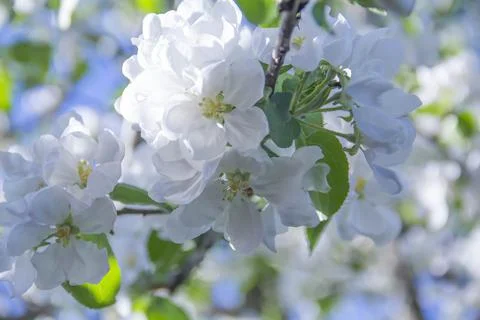 Spring. Stock Photos