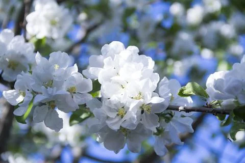 Spring. Stock Photos