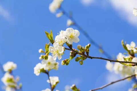 Spring. Stock Photos