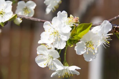 Spring. Stock Photos