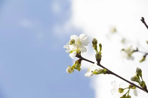 Spring. Stock Photos