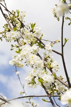Spring. Stock Photos