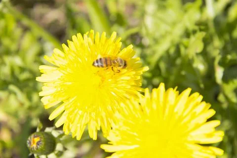 Spring. Stock Photos