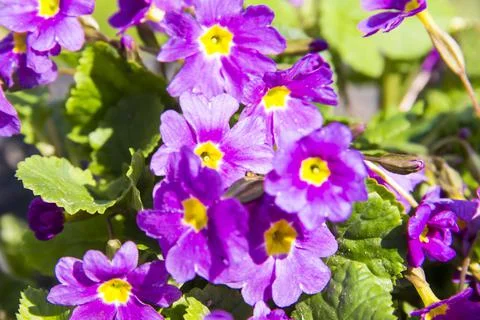 Spring. Stock Photos