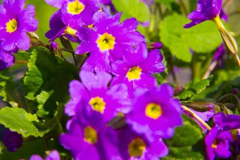 Spring. Stock Photos