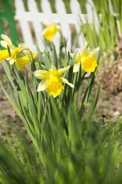 Spring. Stock Photos