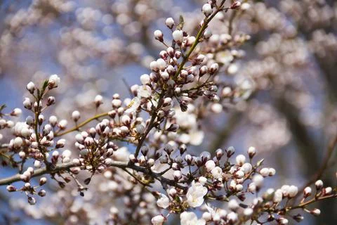 Spring. Stock Photos