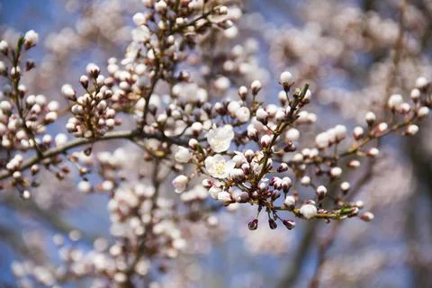 Spring. Stock Photos
