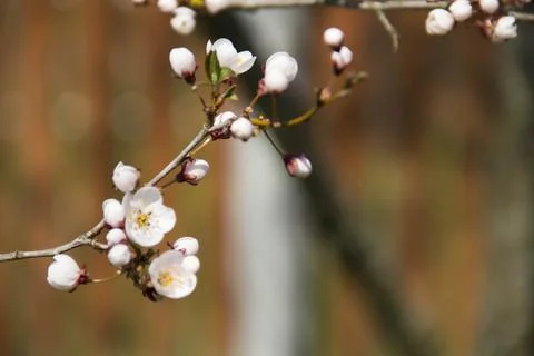 Spring. Stock Photos