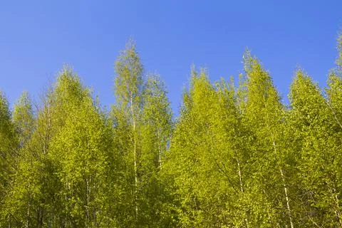Spring. Stock Photos