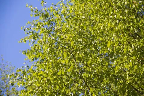 Spring. Stock Photos