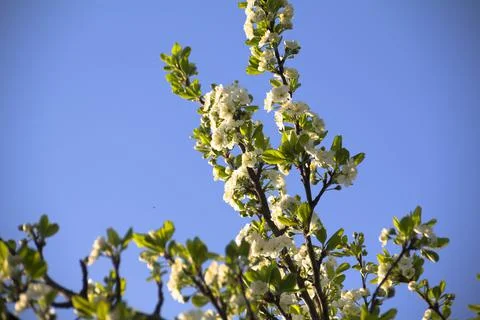 Spring. Stock Photos