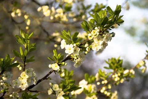 Spring. Stock Photos