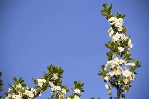 Spring. Stock Photos