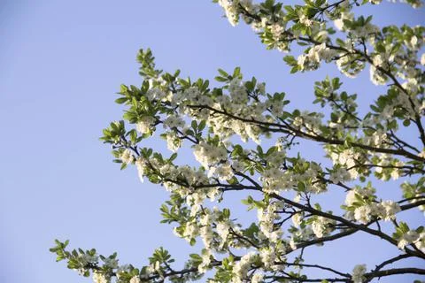 Spring. Stock Photos