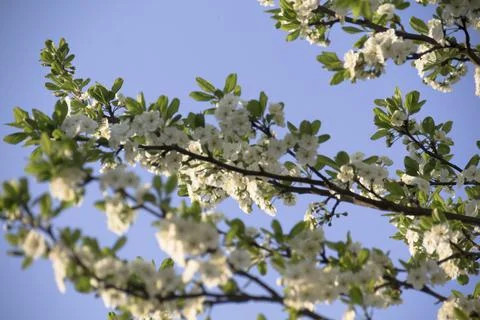 Spring. Stock Photos
