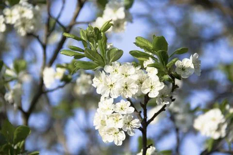 Spring. Stock Photos
