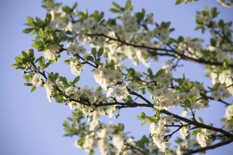 Spring. Stock Photos
