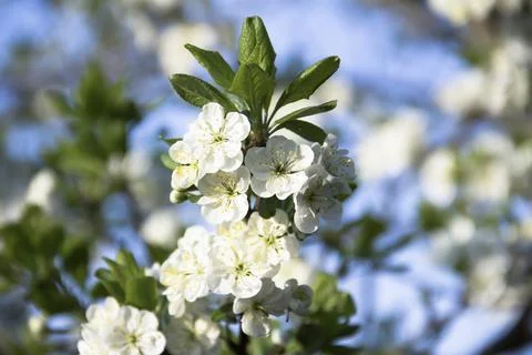 Spring. Stock Photos