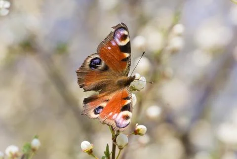 Spring! Photos