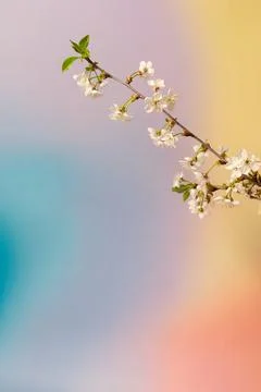 Spring Stock Photos