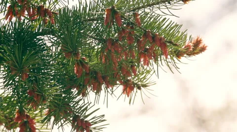 Spring pine branch with new brown cones on blur background. Vídeos de archivo 49481661