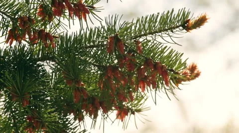 Spring pine branch with new cones trembling in the wind on blur background. 스톡 동영상 49481640