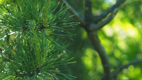 Spring pine branches display vigor. 動画素材 278118644