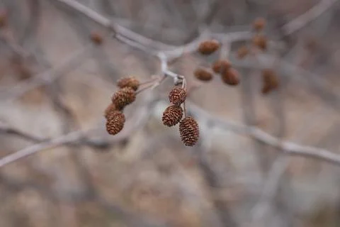 Spring Pine Cones in Quebec – New Growth in Nature Stock Photos