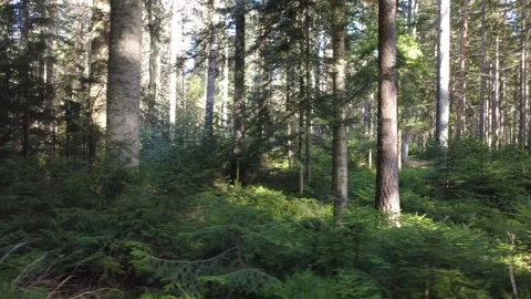 Spring pine forest in Black Forest Germany aerial drone view sunny morning Stock Footage 330201091