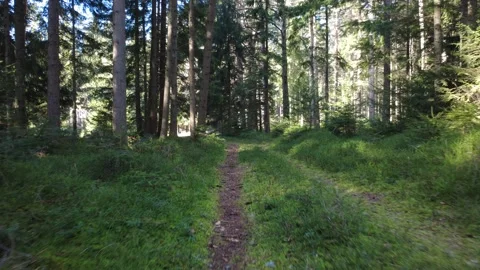 Spring pine forest in Black Forest Germany aerial drone view sunny morning Stock Footage 330201118