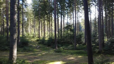 Spring pine forest in Black Forest Germany aerial drone view sunny morning Stock Footage 330201122