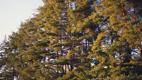 Spring pine forest, camera moving forward, orange sunset shining Stock Footage 89630688