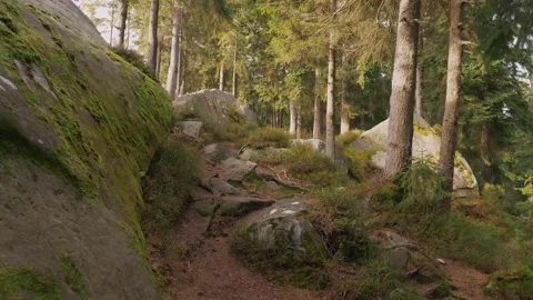 Spring pine forest, first warm days in old mysterious woods, hiking in Stock Footage 148436726