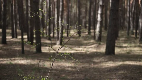 Spring in the Pine Forest. 動画素材 75751981