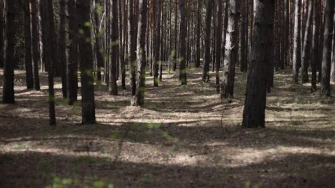 Spring in the Pine Forest. 動画素材 75751994