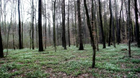 Spring pine forest with a green carpet of anemone flowers Stock Photos