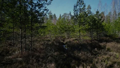 Spring pine forest green, nature, outdoor, tree, beautiful, spring, environment 動画素材 87851728