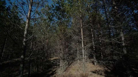 Spring pine forest green, nature, outdoor, tree, beautiful, spring, environment Stock Footage 87852868