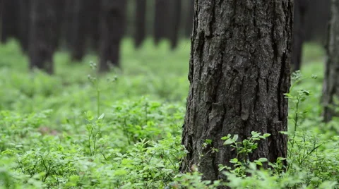 Spring pine forest. Groundcover. Full HD, 1080p. Video stock 64340274