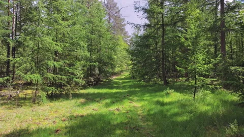 Spring in a pine forest with lots of fresh green twigs. Stock Footage 219516287