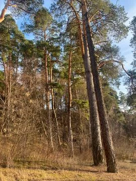 Spring in the pine forest Foto stock