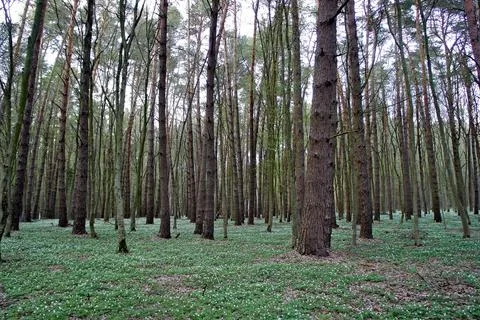 Spring pine forest with slender straight tree and carpet of anemone flowers Stock Photos