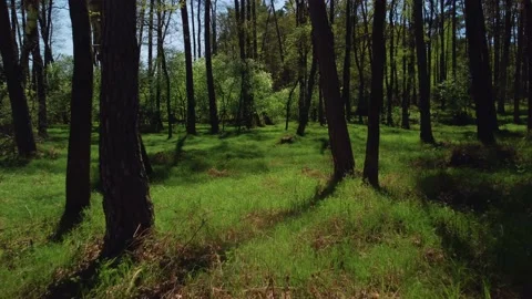 Spring in pine forest - smooth fly through lush green vegetation, 4K Stock Footage 154908089