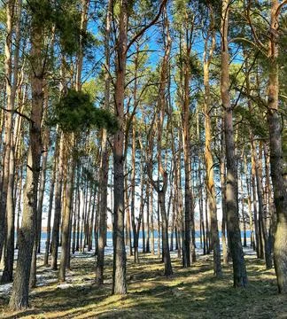 Spring in pine forest. Tall pine trunks and unmelted snow Stock Photos