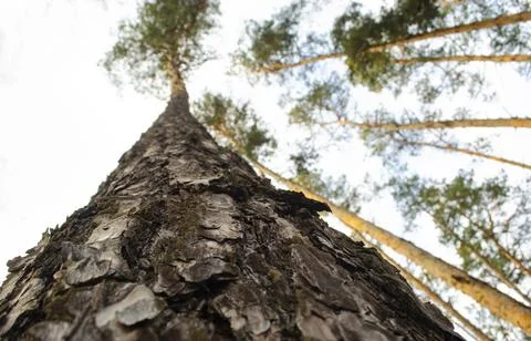 Spring in a pine forest. View of the tops of the pine trees in the sunlight from Stock-Fotos