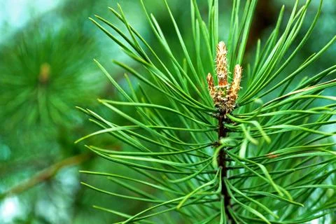 Spring pine needles Stock Photos